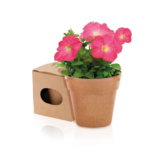 ADVERT - Vaso