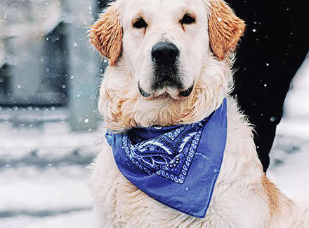 printed bandanas